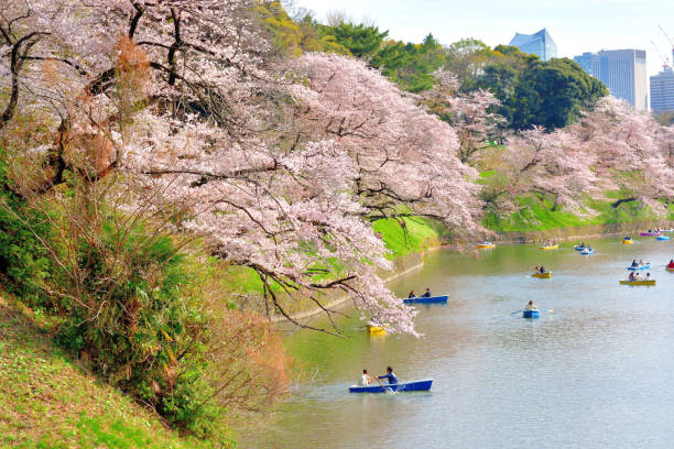 osservazione dei fiori di ciliegio (hanami) dalla barca al parco chidorigafuchi, tokyo - japan nautical vessel sakura tokyo prefecture foto e immagini stock