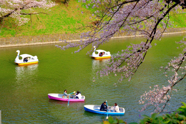 osservazione dei fiori di ciliegio (hanami) dalla barca al parco chidorigafuchi, tokyo - japan nautical vessel sakura tokyo prefecture foto e immagini stock