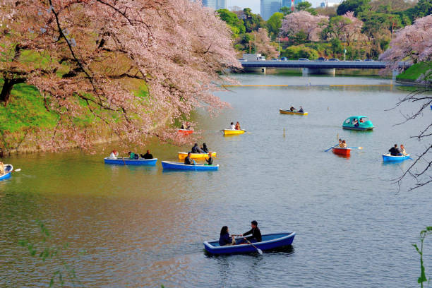 osservazione dei fiori di ciliegio (hanami) dalla barca al parco chidorigafuchi, tokyo - japan nautical vessel sakura tokyo prefecture foto e immagini stock