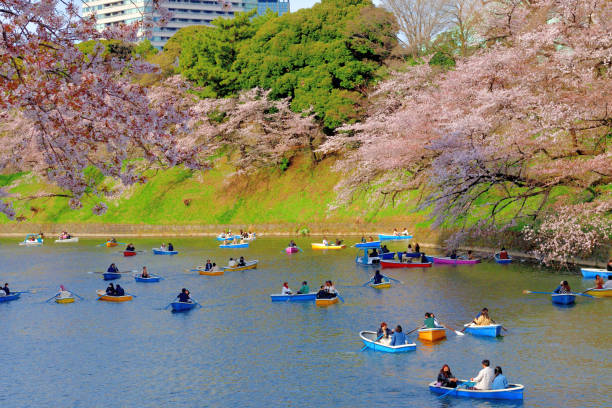 osservazione dei fiori di ciliegio (hanami) dalla barca al parco chidorigafuchi, tokyo - japan nautical vessel sakura tokyo prefecture foto e immagini stock