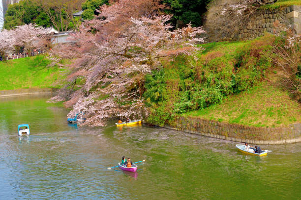 osservazione dei fiori di ciliegio (hanami) dalla barca al parco chidorigafuchi, tokyo - japan nautical vessel sakura tokyo prefecture foto e immagini stock