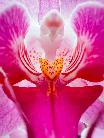 A macro image of an Orchid plant.
