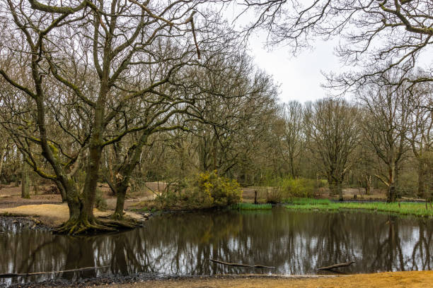 istock Hampstead Heath Woodlands 1389398005
