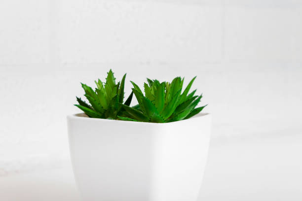 istock Artificial succulents in white plastic pot. Close-up 1389400565