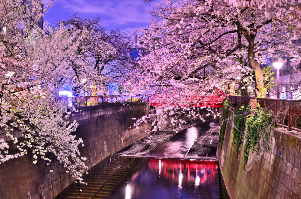 cerisiers en fleurs en pleine floraison, vue nocturne et « nakanohashi » dans la rivière meguro, tokyo - rivière meguro photos et images de collection