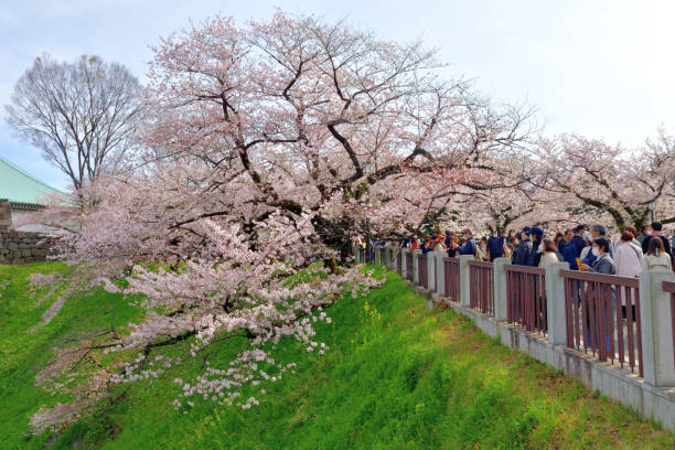 grande folla per la visione dei fiori di ciliegio / hanami al chidorigafuchi park, tokyo - japan nautical vessel sakura tokyo prefecture foto e immagini stock