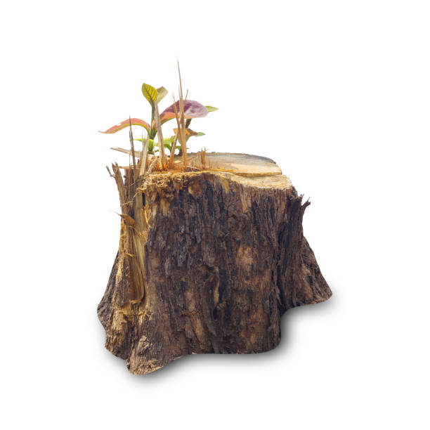 istock Teak stump isolated on white background 1389406967
