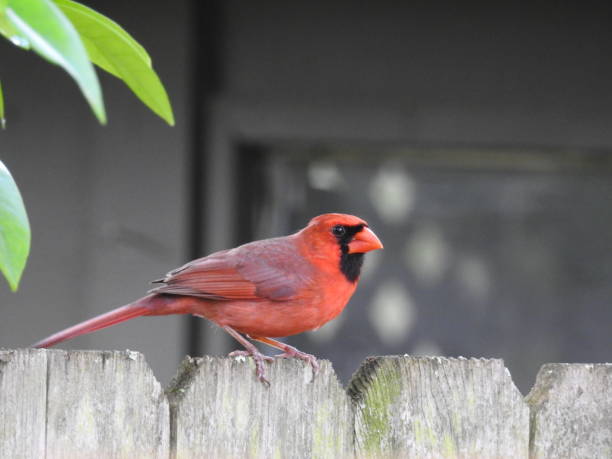 istock Male Northern Cardinal 1389407684