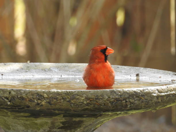 istock Male Northern Cardinal Bathing 1389407700