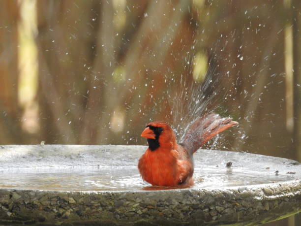 istock Male Northern Cardinal Bathing 1389407707