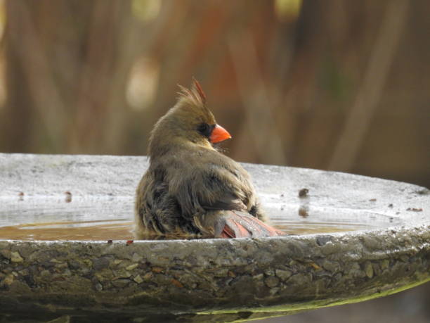 istock Norther Female Cardinal Bathing 1389407709