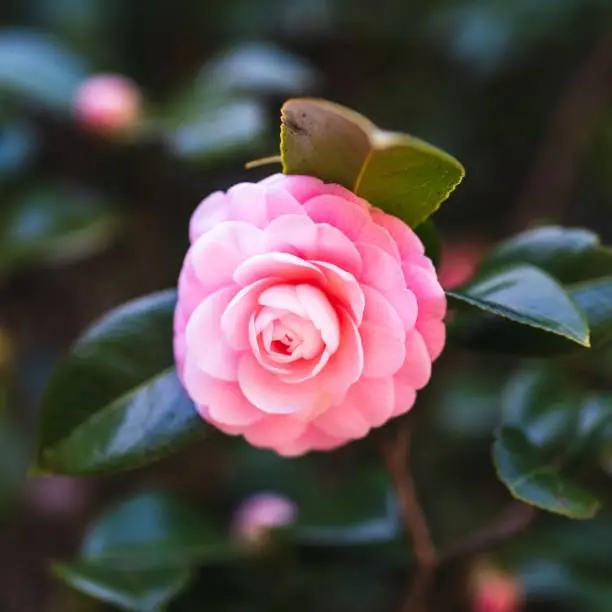 Photo of Camellia
