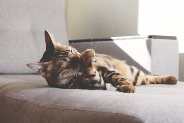 istock Bengal cat lying on couch and washing 1389408892
