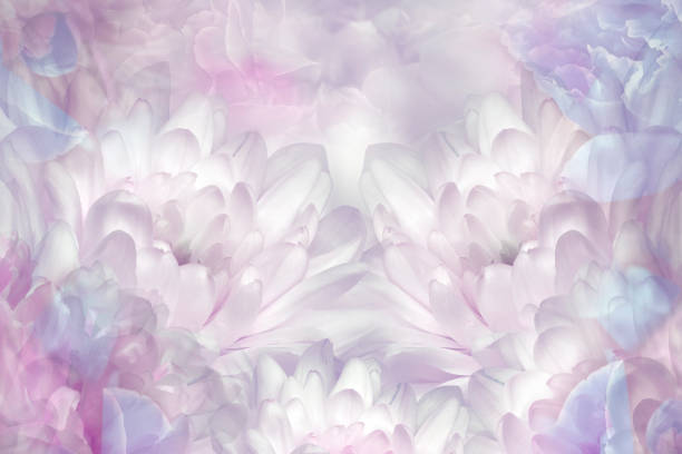 white=purple chrysanthemums  flowers  on white  background. closeup. floral spring background.  nature. - lily nature flower macro imagens e fotografias de stock