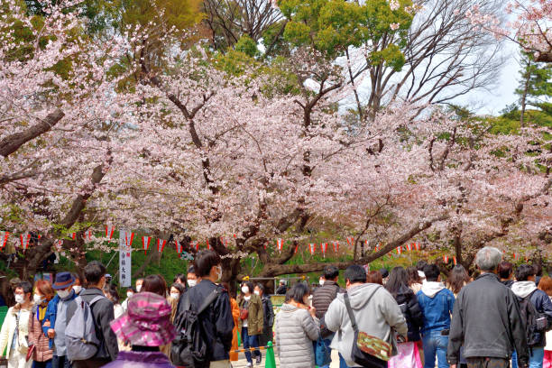 Tokyo, Japan-April 2, 2022:People are enjoying cherry blossom in full bloom, walking under cherry tree branches hanging over the wide footpath. Ueno Park is one of the most popular places for cherry blossom viewing in Japan, with about 2 million people visiting the park during the cherry blossom season. Due to the COVID-19 pandemic, no drinking, eating and singing are allowed under the cherry trees and all people are asked to wear protective face mask.