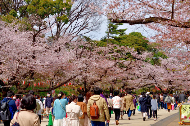 Tokyo, Japan-April 2, 2022:People are enjoying cherry blossom in full bloom, walking under cherry tree branches hanging over the wide footpath. Ueno Park is one of the most popular places for cherry blossom viewing in Japan, with about 2 million people visiting the park during the cherry blossom season. Due to the COVID-19 pandemic, no drinking, eating and singing are allowed under the cherry trees and all people are asked to wear protective face mask.