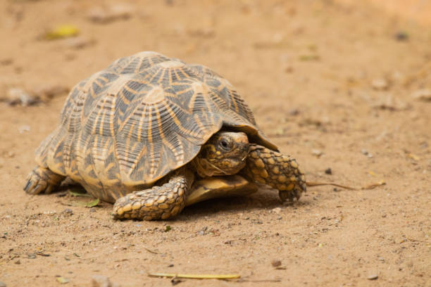 istock A tortoise walking around in a zoo 1389410914