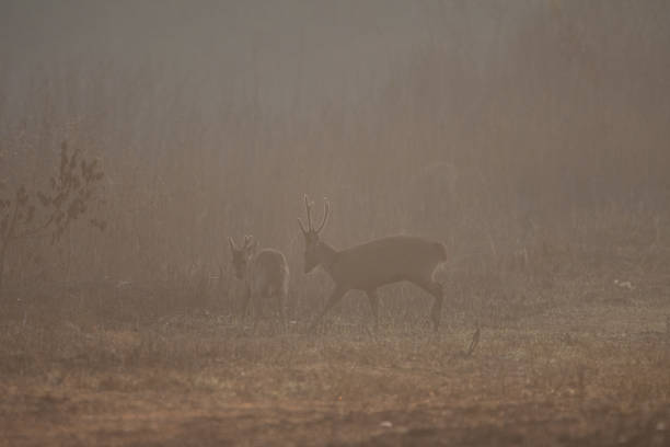 istock deer in the meadow 1389411002