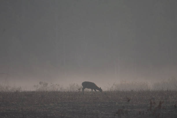 istock hog deer in the meadow 1389411004