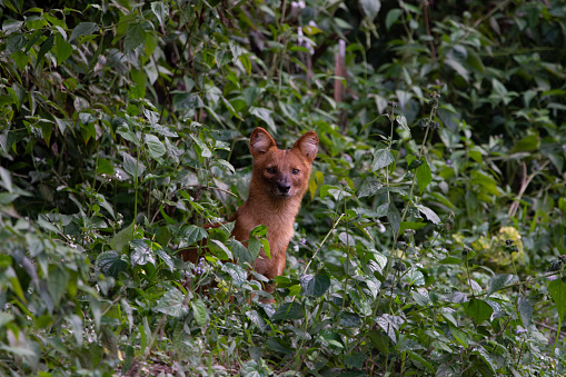 dhole, asiatic wild dog in the national park