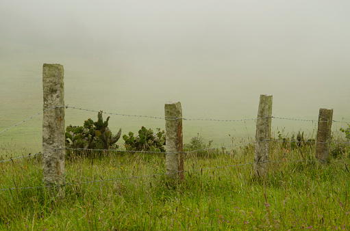 Wire fence in a foggy meadow, with grass and cactus