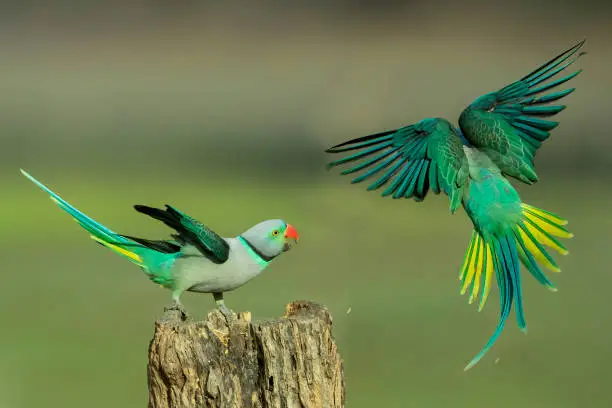 Parakeets at Hossnagara India