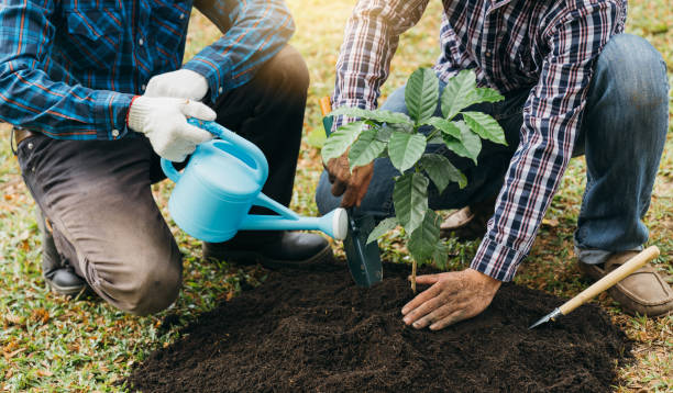 istock Planting a tree. Close up on young man planting the tree while working in the garden. 1389414615