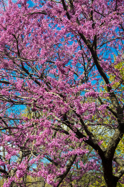redbud blossoms & blue sky - close up flower high contrast spring стоковые фото и изображения