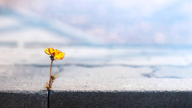 a flower in the curb