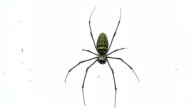 istock Spider 1389416015