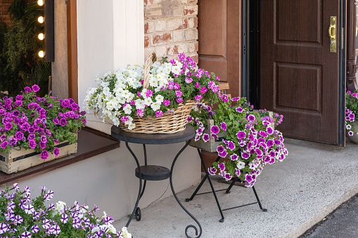 Lush blossom of white and purple colored creeping petunia in wicker basket and wooden boxes on street. Outdoor decoration. Old town travelling concept