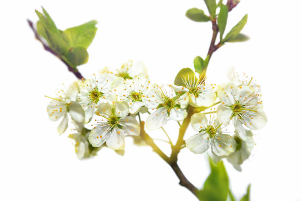 istock Apple tree flowers, spring flowering trees, close up, selective focus 1389421373