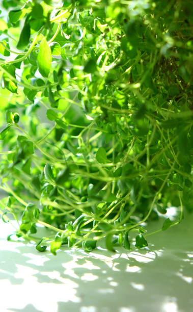 foco seletivo cultivando ervas no parapeito da janela. brotos jovens de marjoram em uma panela em um parapeito branco. em casa - herb garden healthy eating freshness marjoram - fotografias e filmes do acervo