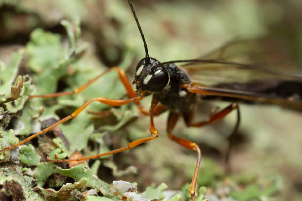istock Female giant ichneumonid wasp, Rhyssa on lichen 1389424263
