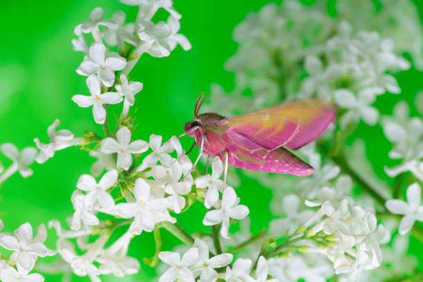 Large elephant hawk moth, deilephila elpenor on lilac getting ready to fly, closeup photo.