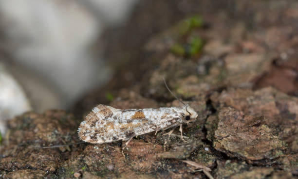 istock Fungus moth, Nemaxera betulinella on bark 1389424291