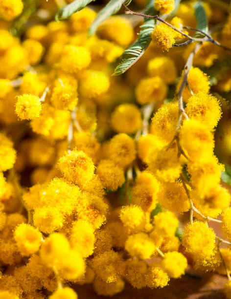 istock Yellow mimosa close-up. Yellow natural background. spring mood 1389425237