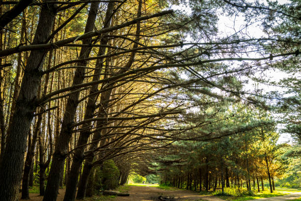 Rotorua Redwoods is an area put aside for exercising dogs off leash.