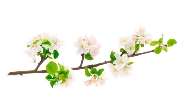 istock Flowering branch of apples. 1389425930