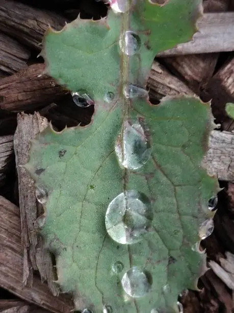Five prominent water droplets rest against the leaf of a spiky green weed, framed by soft brown woodchips.