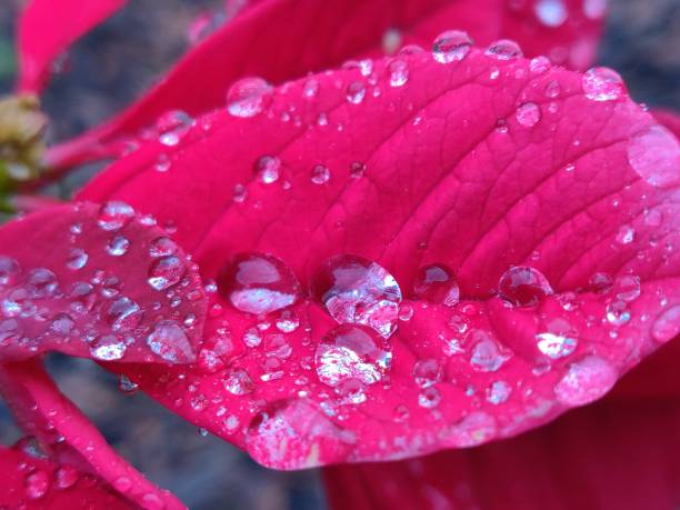 istock Water Drops on a Pointsettia Petal 1389426193