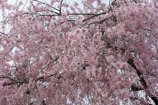 Cherry Blossoms ,Sakura