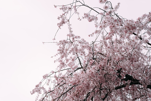 Cherry Blossoms ,Sakura