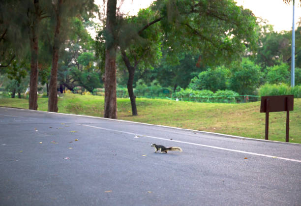 Plantain squirrel is looking at camera on the table at Kuta Beach, Bali Island.