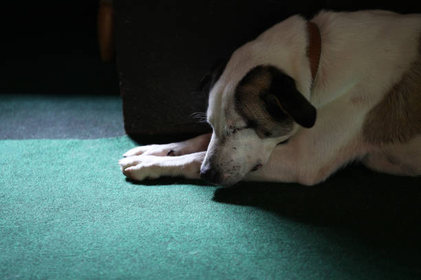 istock Sleeping dog on green carpet 1389433445