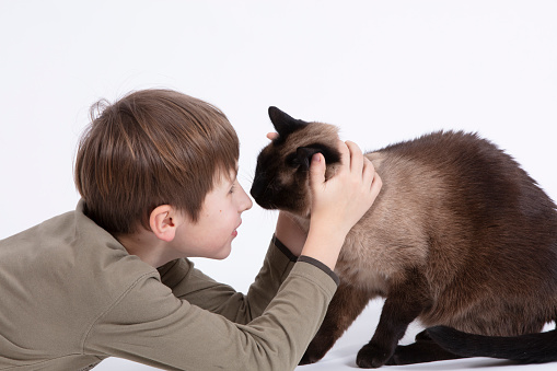A little boy is playing with a cat. Child and pet.