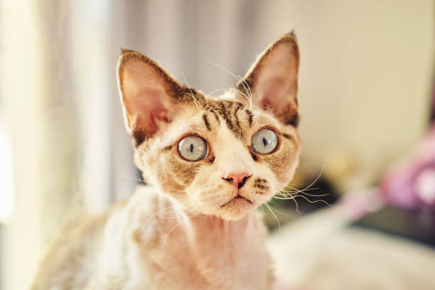 istock Sphynx Devon Rex cat close-up. Portrait of a pet. 1389435159