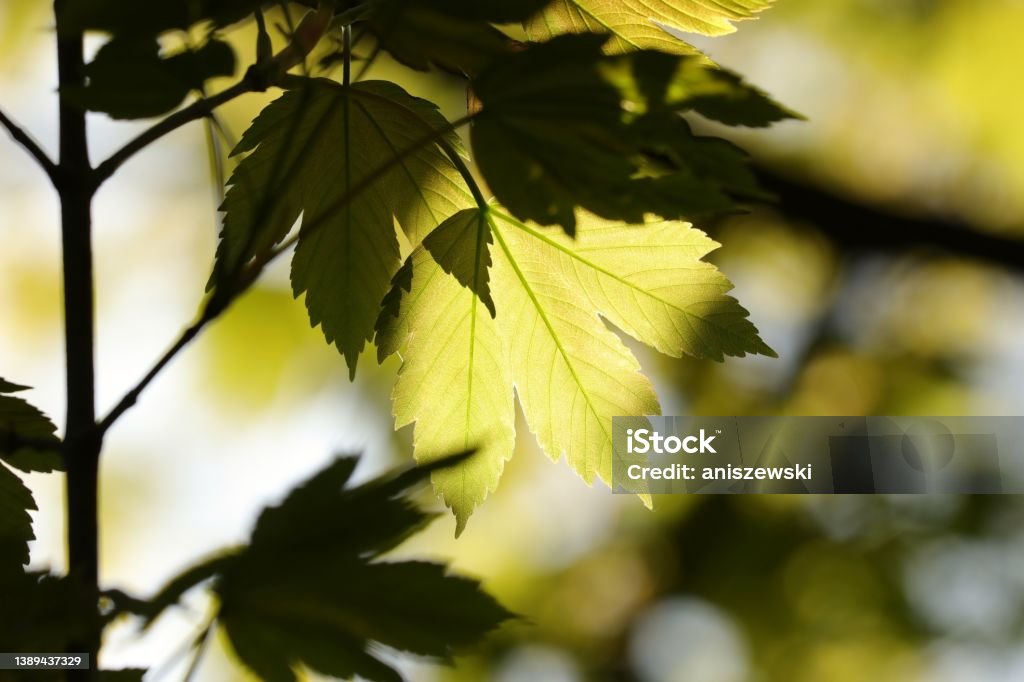 Maple Tree Leaves In Spring Spring Maple Leaves Stock Photo - Download Image Now - Autumn, Autumn ...