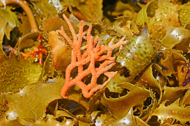 istock Orange coral on the beach 1389438459