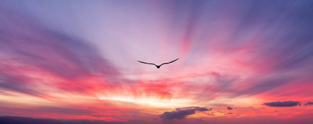 istock Sunset Bird Flying Silhouette Inspiration Banner 1389438597